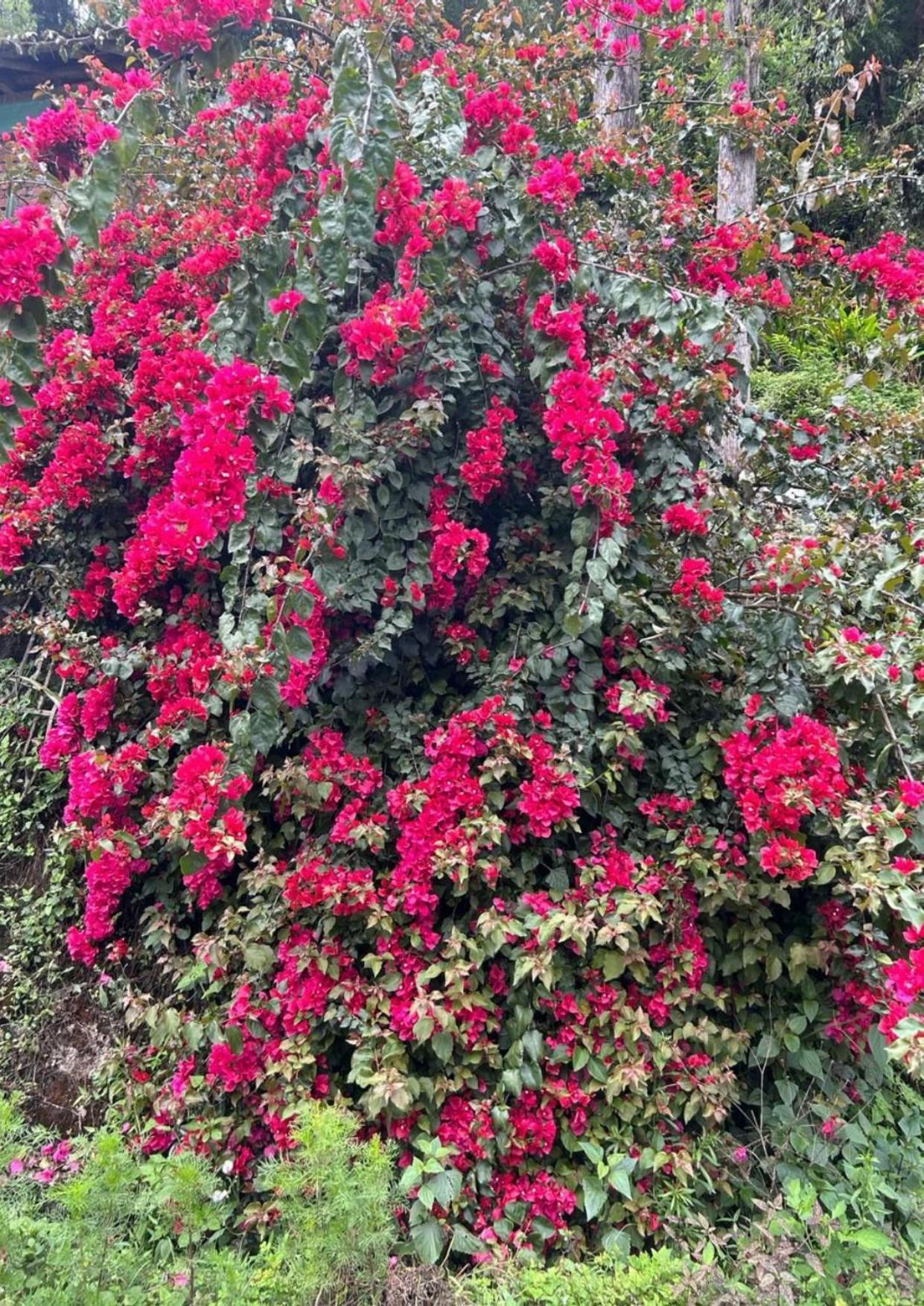 Silk Route Lingtam Resort ภายนอก รูปภาพ
